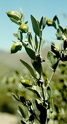 Jojoba cserje